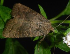 Protorthodes incincta