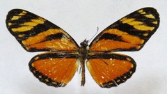 Eresia ithomioides alsina