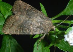 Protorthodes incincta