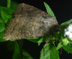 Protorthodes incincta