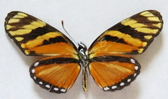 Eresia ithomioides alsina