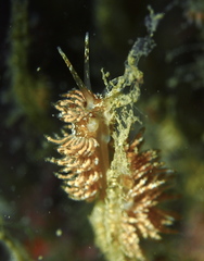 Eubranchus vittatus