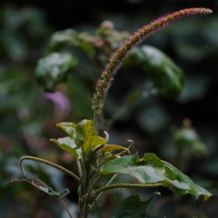Acalypha angatensis