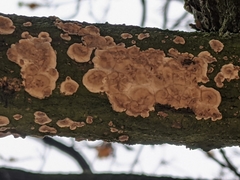 Fungi