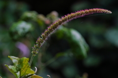 Acalypha angatensis