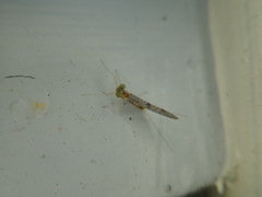 Leucrocuta aphrodite