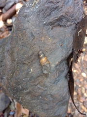 Thiaridae