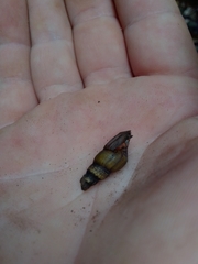 Thiaridae