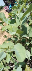 Annona senegalensis