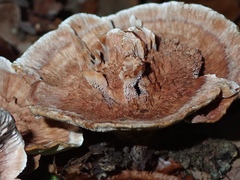 Hydnellum scrobiculatum