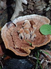 Hydnellum scrobiculatum
