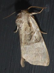 Meropleon ambifusca