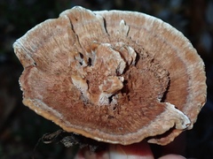 Hydnellum scrobiculatum