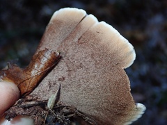 Hydnellum scrobiculatum