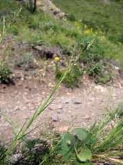 Cleistogenes kitagawae