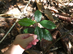 Anodendron candolleanum