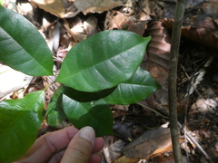 Anodendron candolleanum