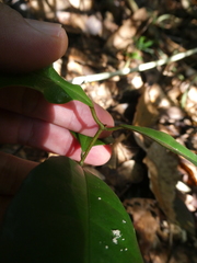Anodendron candolleanum