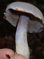 Thaxterogaster porphyropus