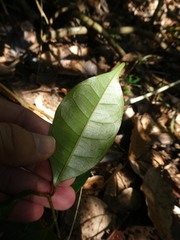 Anodendron candolleanum