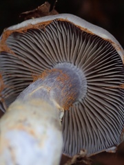 Thaxterogaster porphyropus