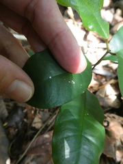 Anodendron candolleanum