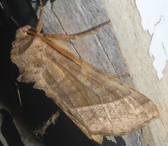 Hydraecia micacea