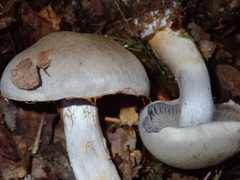 Thaxterogaster porphyropus