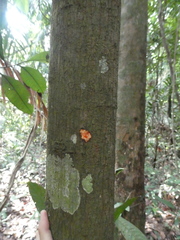 Horsfieldia wallichii