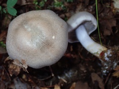 Thaxterogaster porphyropus