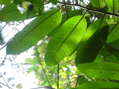 Horsfieldia wallichii