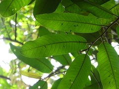 Horsfieldia wallichii