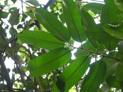 Horsfieldia wallichii