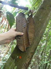 Horsfieldia wallichii