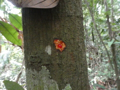 Horsfieldia wallichii