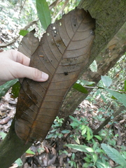 Horsfieldia wallichii
