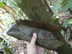 Horsfieldia wallichii