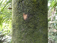 Polyalthia cauliflora