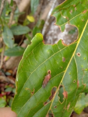 Tartessini