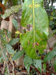 Tartessini