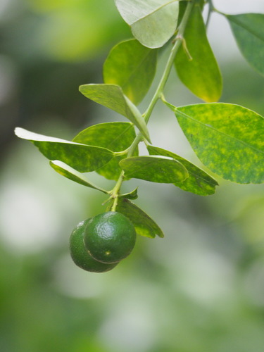 Citrus × microcarpa