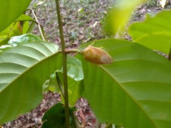 Agapophyta bipunctata