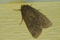 Amphipyra tragopoginis