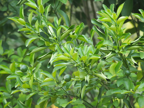 Citrus × microcarpa