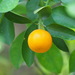 Calamondin - Photo (c) 葉子, some rights reserved (CC BY-NC-ND)