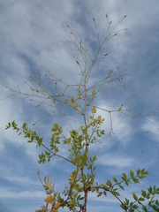Thalictrum squarrosum