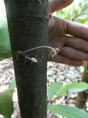 Polyalthia cauliflora