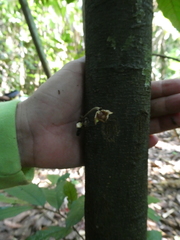 Polyalthia cauliflora