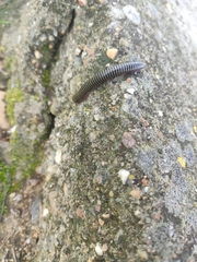 Ommatoiulus diplurus