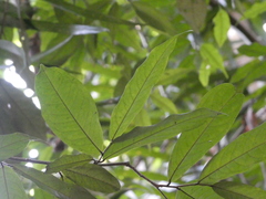 Polyalthia cauliflora